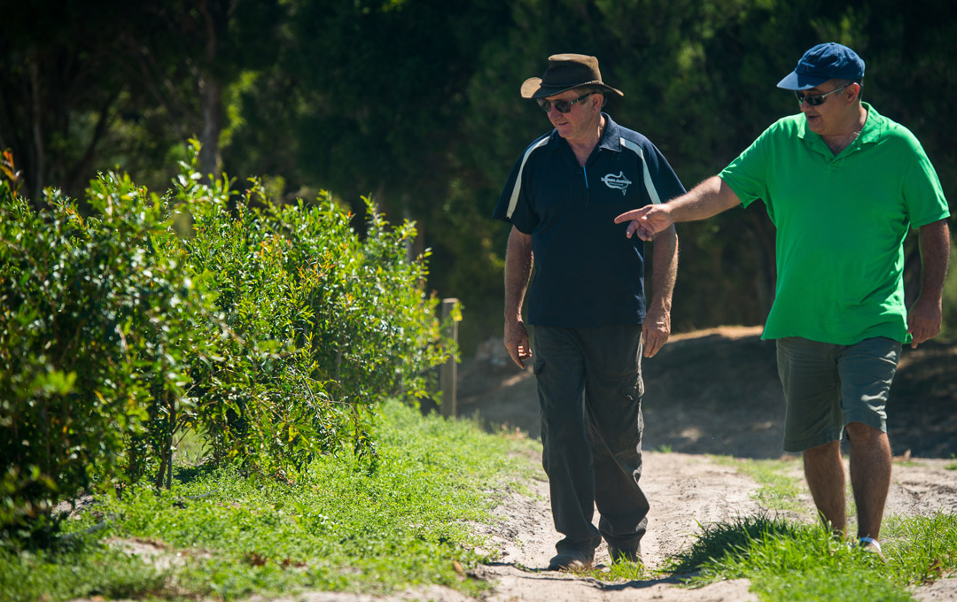 PomPersia founder Omid Rad (right) inspects young pomegranate trees with Adelaide Hills farmer Patrick Ryan.