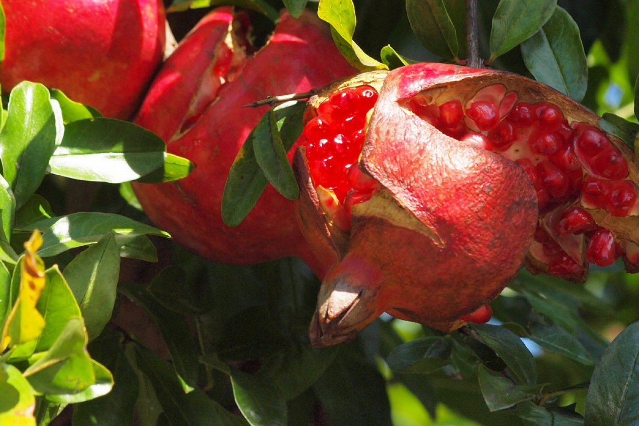 The pomegranate is now hailed as a "super food". Photo: coniferconifer/flickr