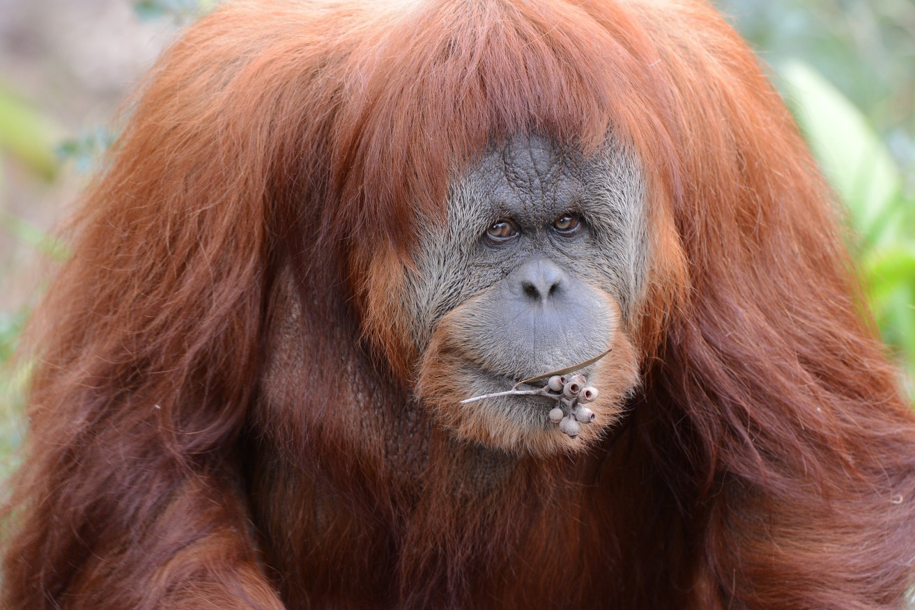 Adelaide Zoo's Sumatran Orangutan Karta has died. Photo: AAP/Zoos SA/Adrian Mann