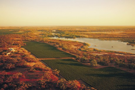 Flood brings Riverland wine conservation site to life
