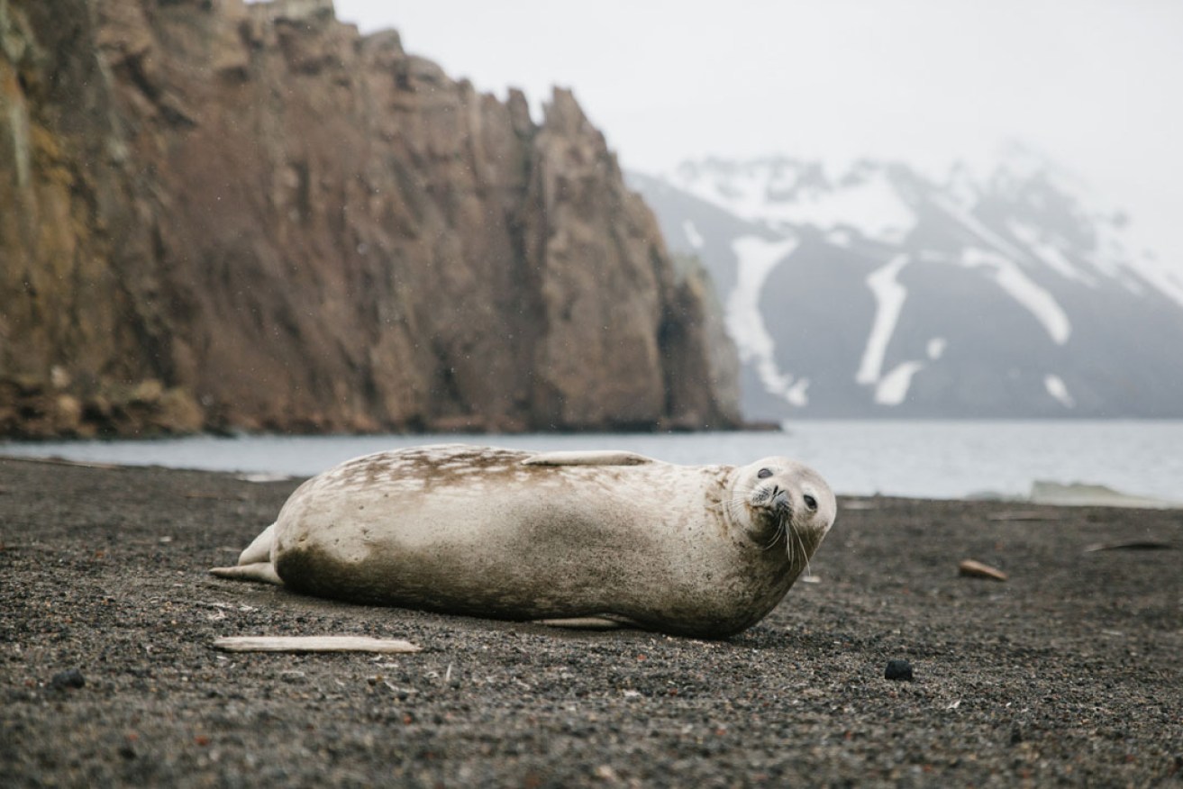 A seal reclaims the volcanic rock beach of Deception Island. Photo: John Bozinov / AAP