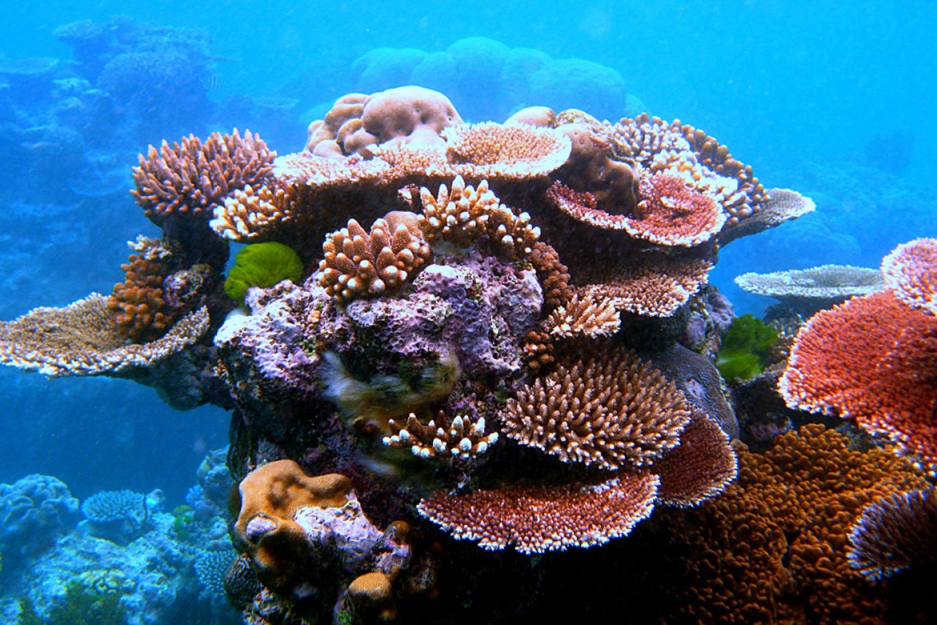 A variety of corals form an outcrop on Flynn Reef, part of the Great Barrier Reef near Cairns. Photo: Toby Hudson / Wikimedia 
Commons