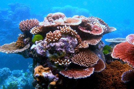Barrier Reef both a surprise and a shock