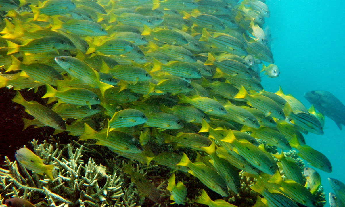 The delicate ecosystem of the reef is under threat. Photo: Paul Toogood / flickr