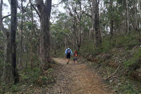 Adelaide walking trails: Mt Lofty with kids