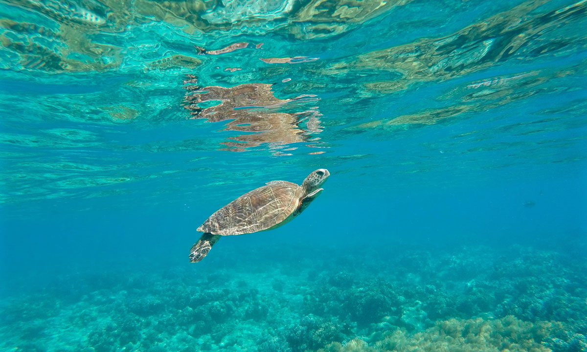 A turtle in the water off Green Island. Photo: Buongiorno World / flickr