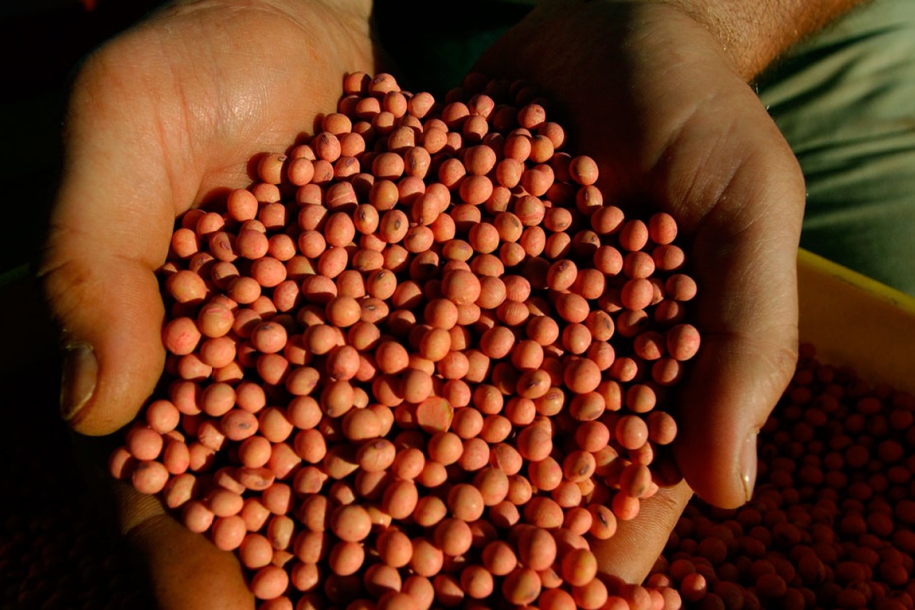 Genetically modified soybeans. Photo: AAP