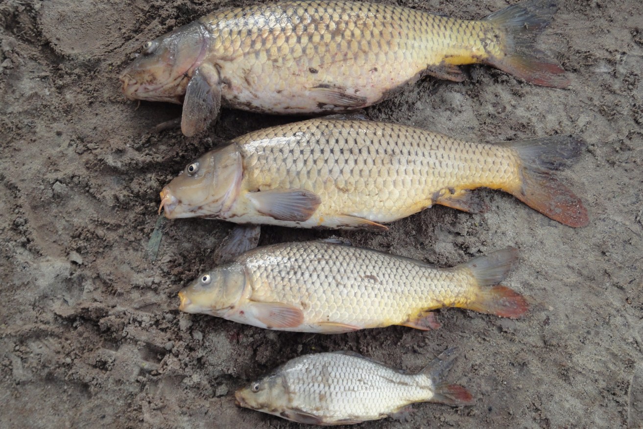 Carp are a significant pest in Australia's waterways. Photo: Melbourne Water/Flickr