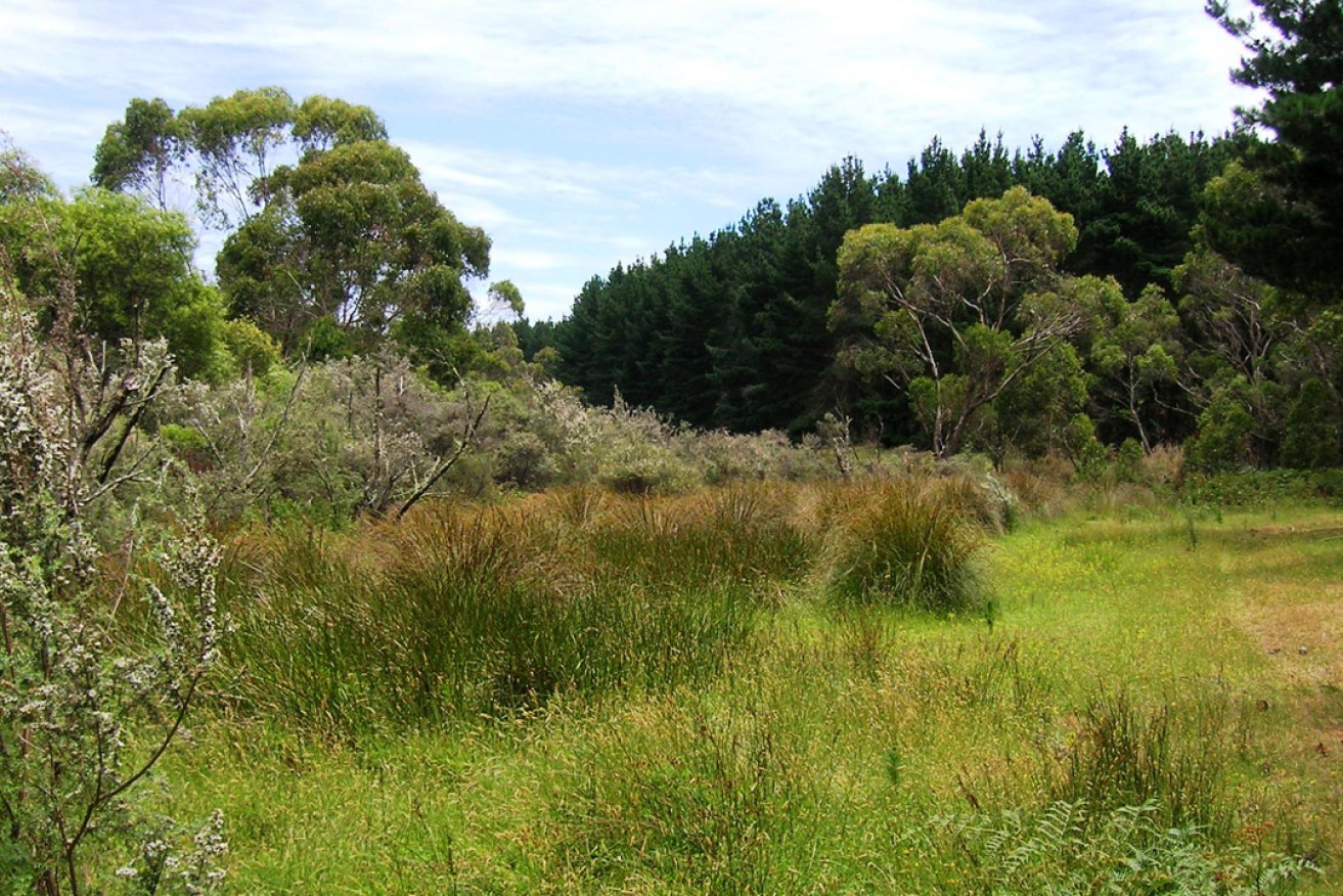 Remnant wetlands on the Fleurieu Peninsula provide a critical habitat refuge for all native biodiversity, including rare terrestrial plants  plus insects and birds such as the rare Mount Lofty Southern emu-wren.   