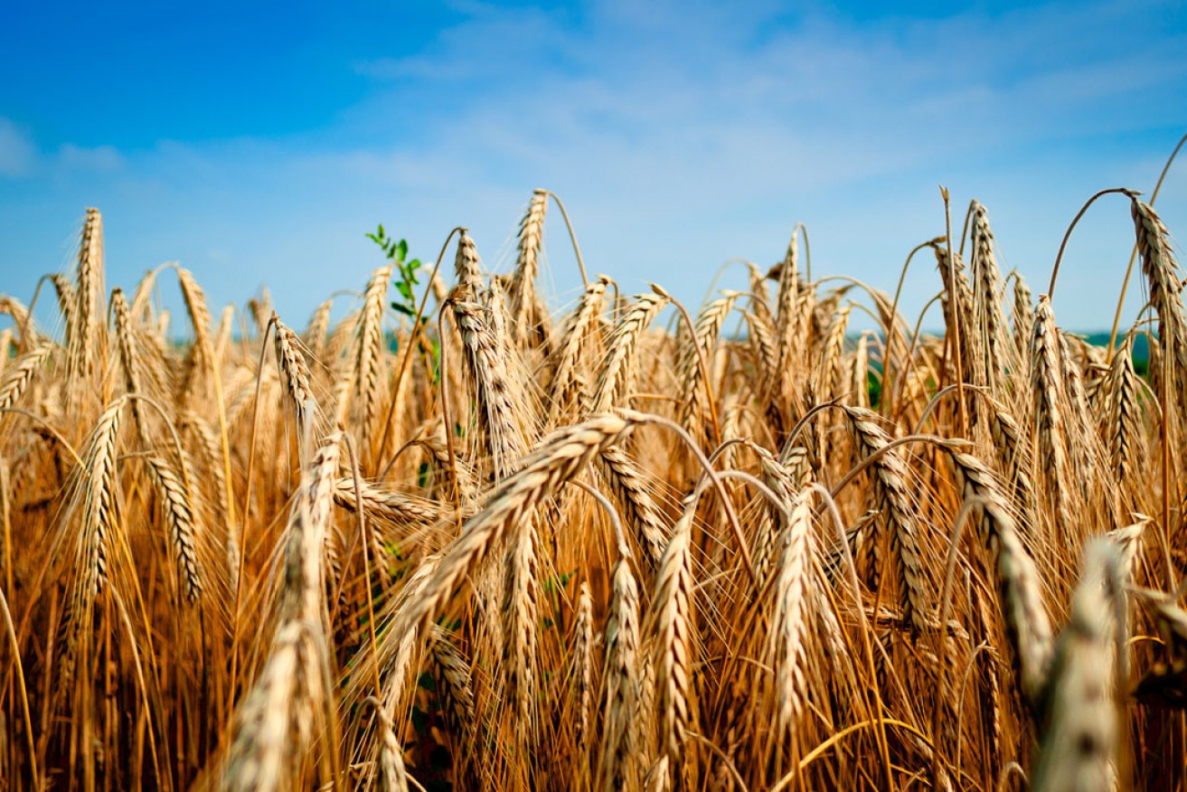 Management of nitrogen fertilisers could minimise the reduction in grain protein. Photo: Žarko Šušnjar / flickr