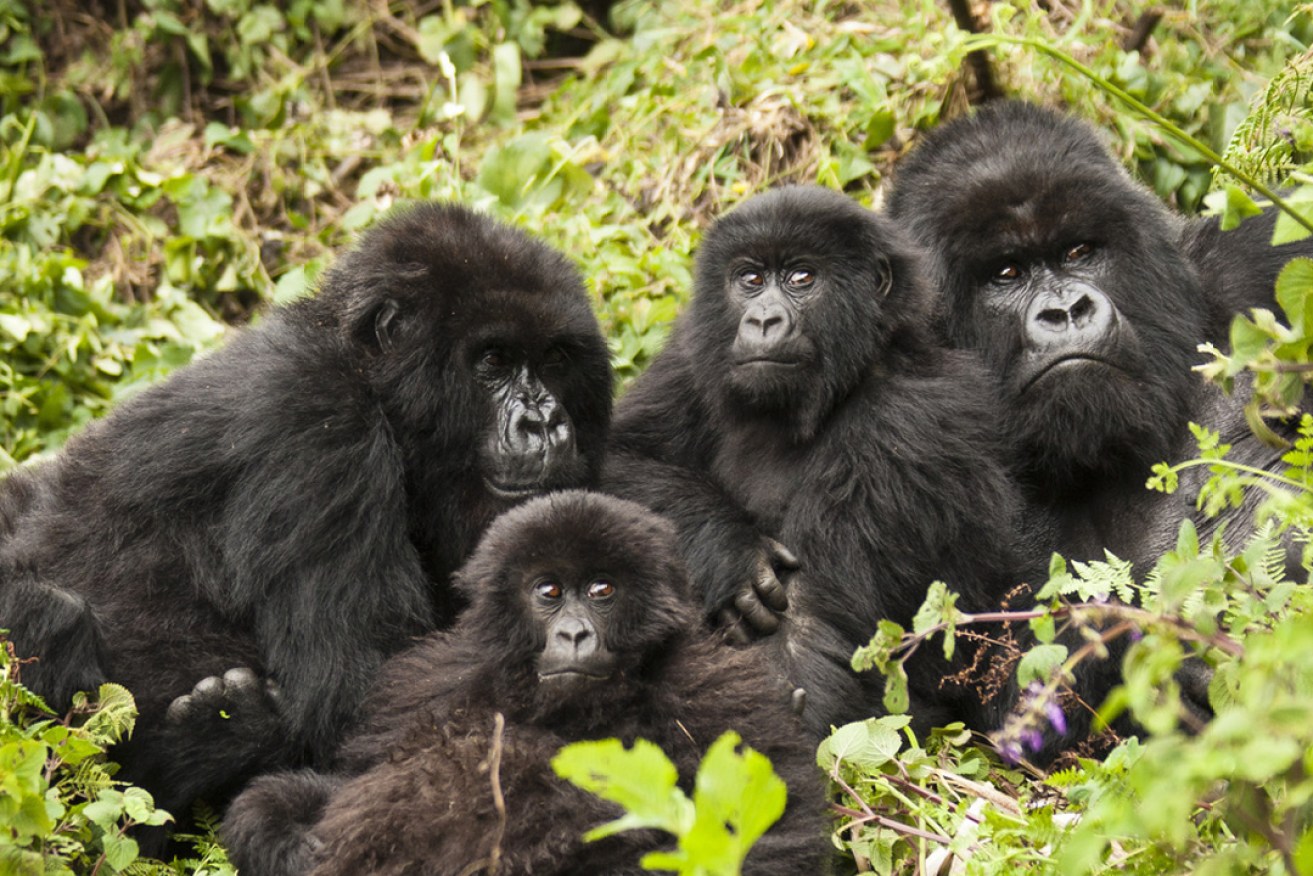 The program can work well for polygamous species such as gorillas. Mary Ann McDonald/shutterstock.com
