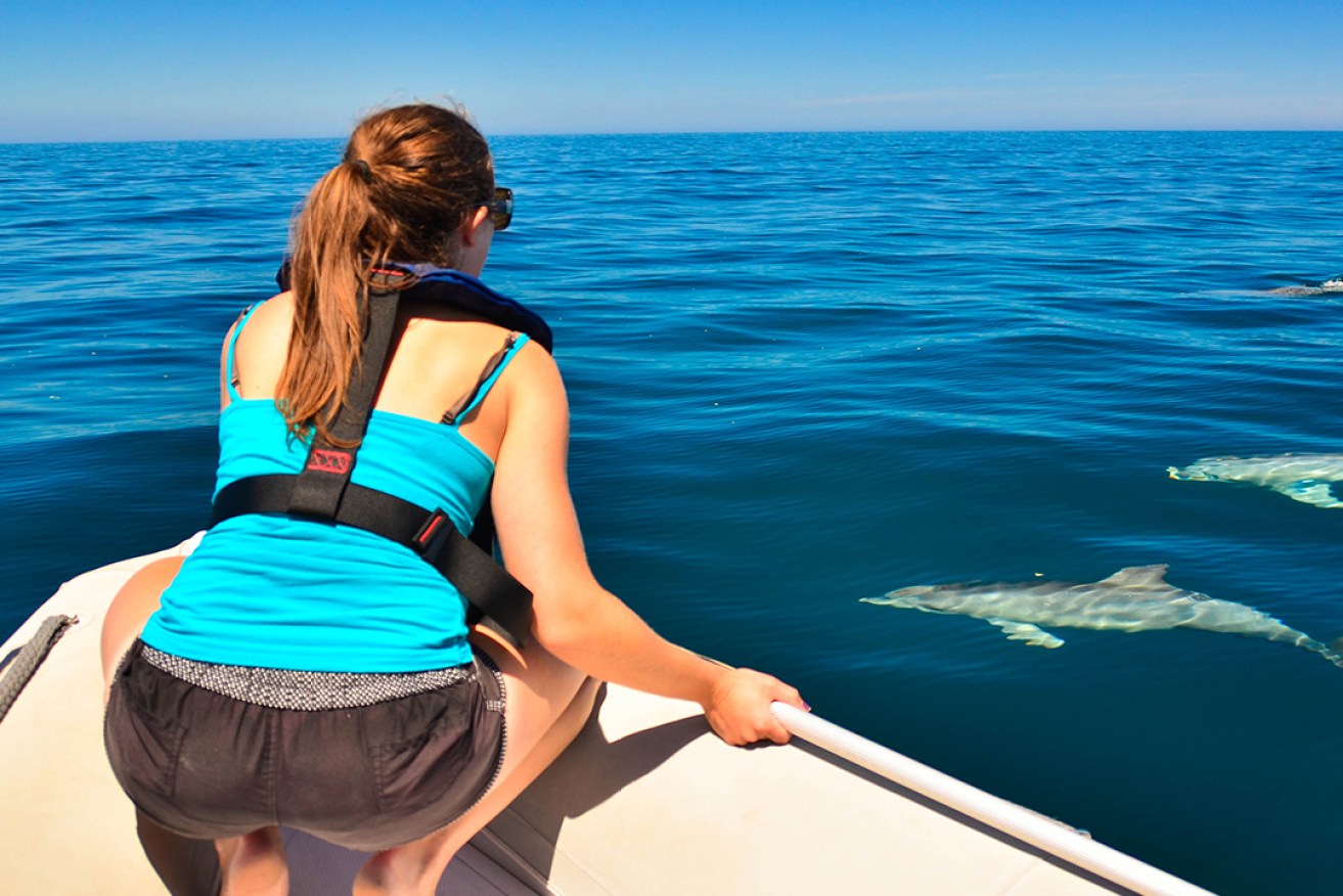 Flinders researcher Nikki Zanardo recording dolphin numbers and behaviour in metropolitan waters of Adelaide. 