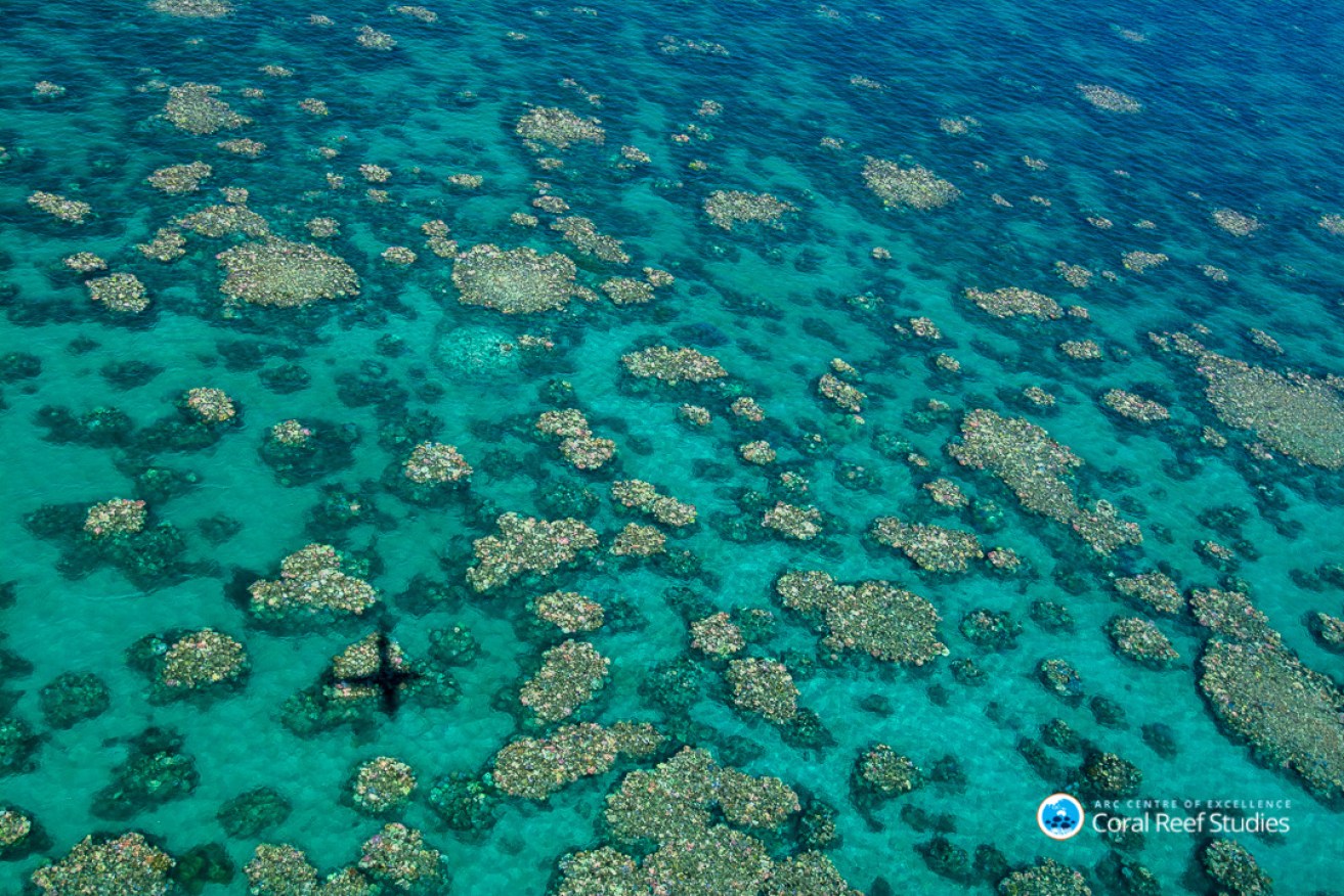 Recent aerial surveys by the Australian Research Council's Centre of Excellence for Coral Reef Studies has revealed only the southern third of the Great Barrier Reef has escaped unscathed from coral bleaching. Photo: AAP/Ed Roberts