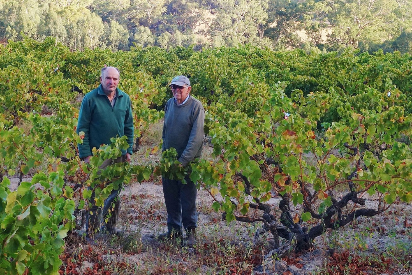 Saved by the Italian community: Bernard Smart and his son Wayne in their 1921 Grenache at the top of the Onkaparinga Gorge. Photo: Philip White 