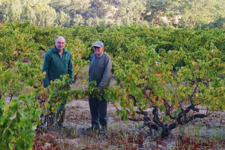 Grenache, Gippsland and the Patritti connection