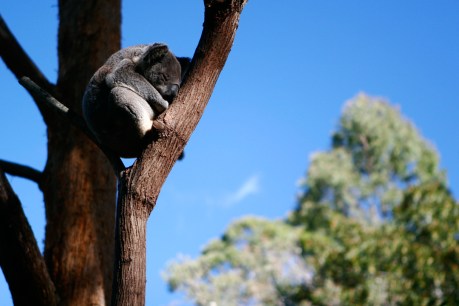 Poem: Koalas in the Heat
