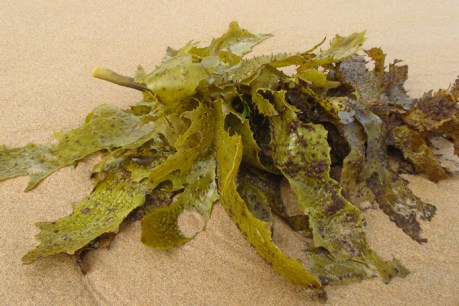 Seaweed jelly snack seeks to boost calcium levels