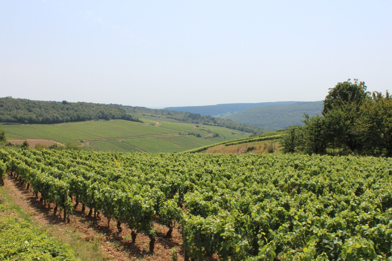 Happier days for the vineyards along Route des Grand Crus in Burgundy, France. Photo: AAP/Caroline Berdon