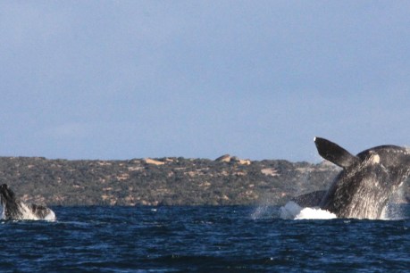 Whales begin gathering at Head of Bight