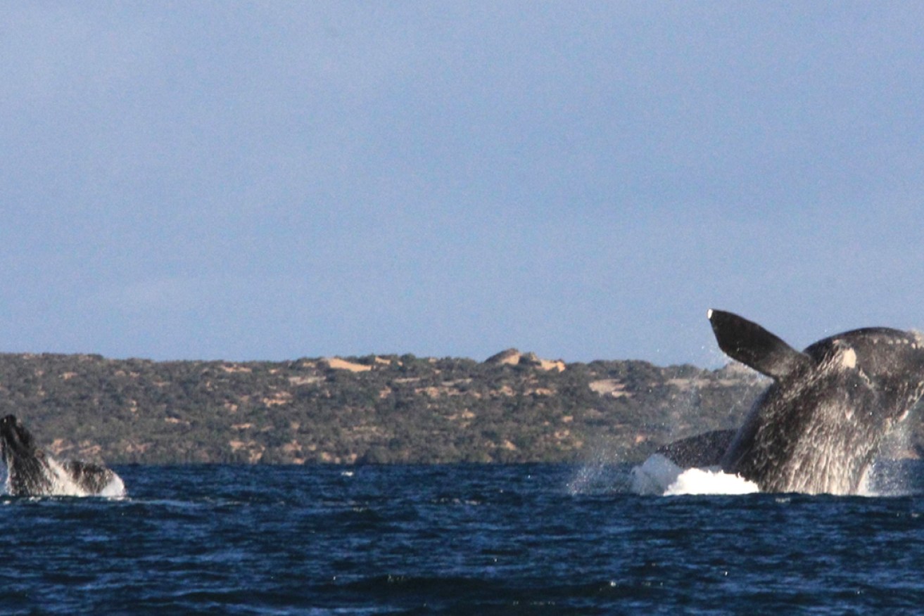 Picture courtesy of Curtin University Great Australian Bight Right Whale Study.