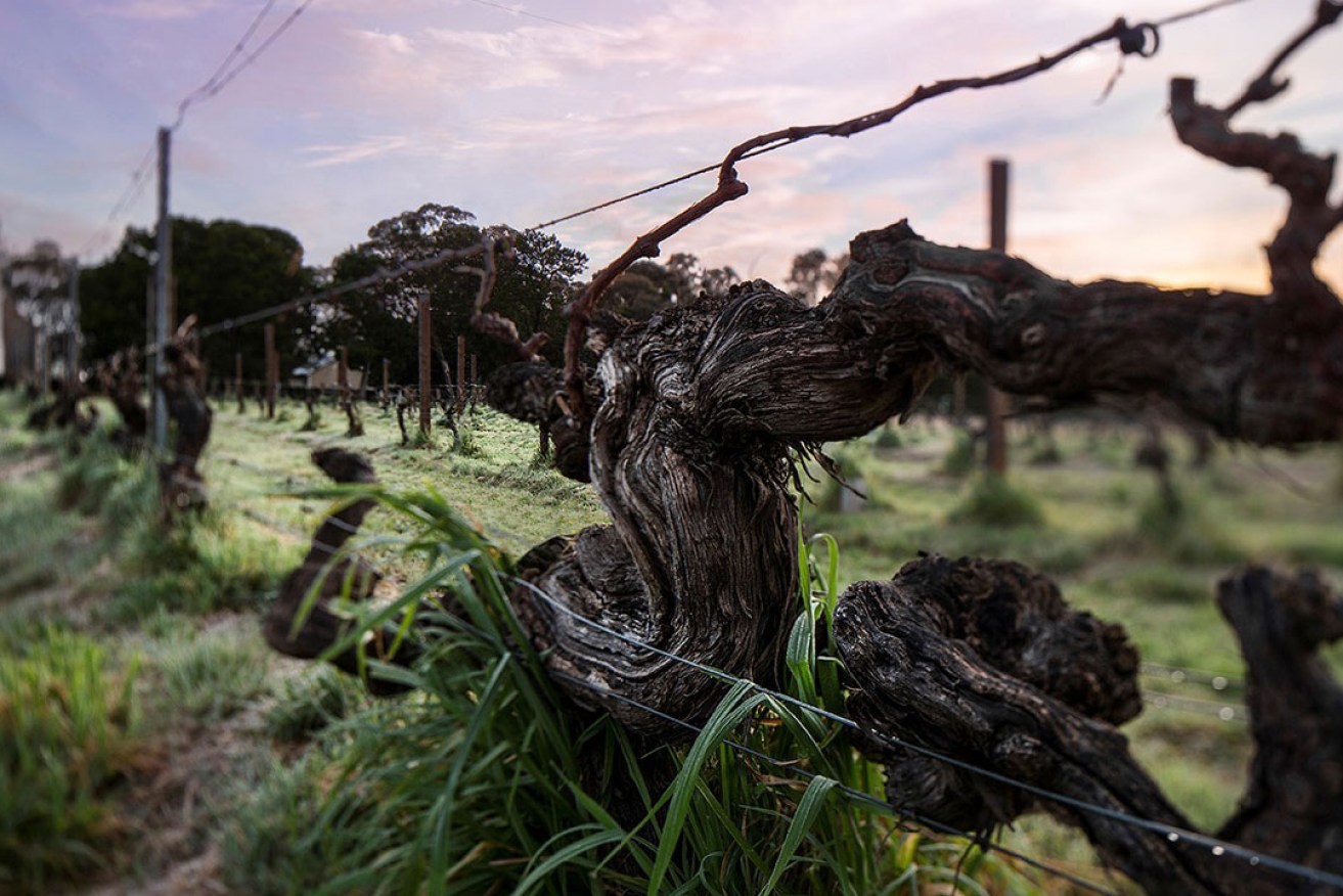 Old vines in the Hill of Grace vineyard. Photo: Dragan Radocaj