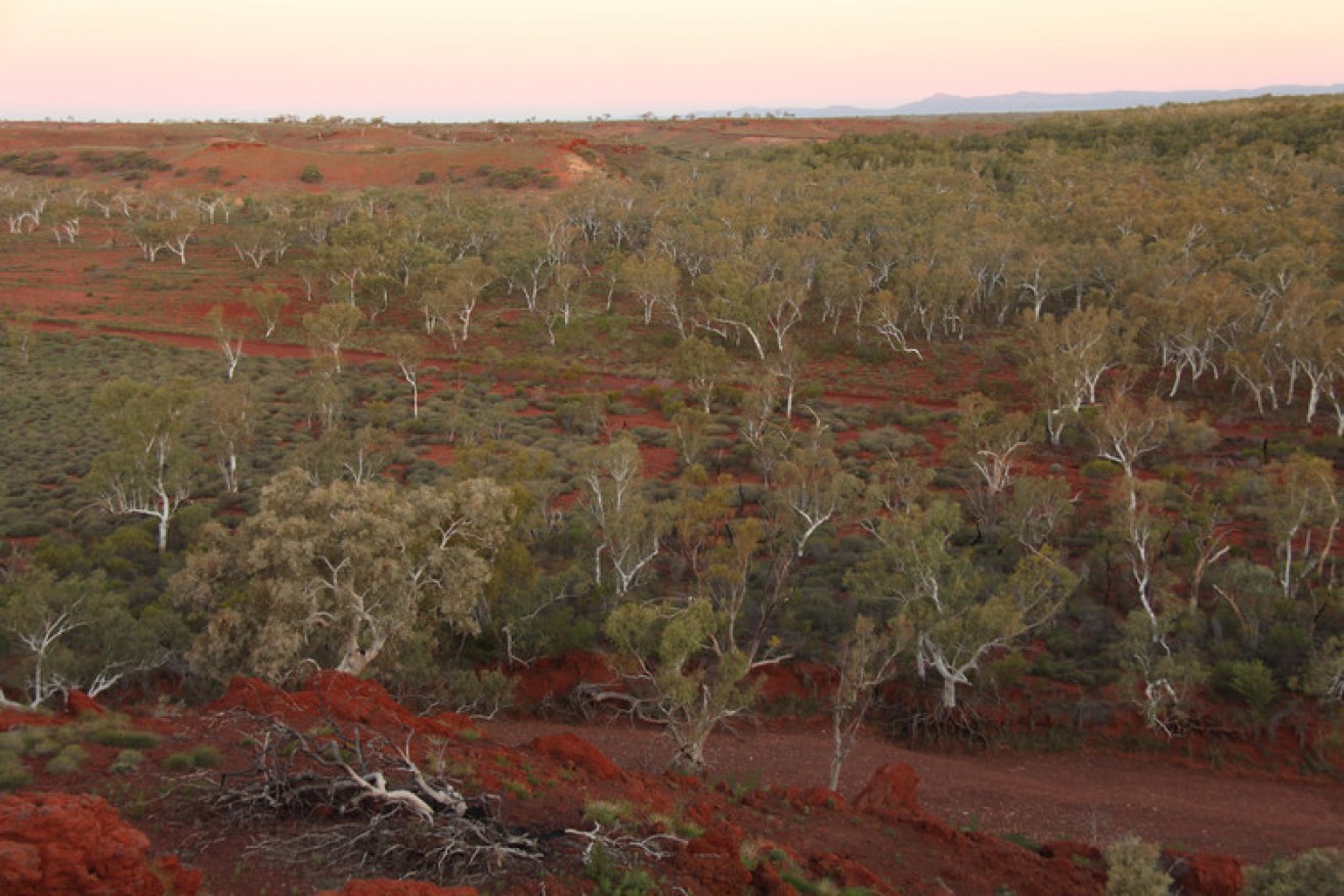 A coolabah forest in Western Australia – one of the world’s previously unrecognised dryland forests. Photo: TERN Ausplots, Author provided