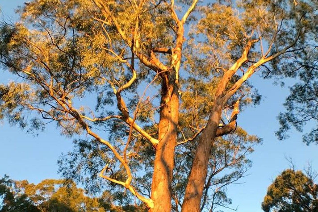 "The Golden Hour..." An Adelaide gum tree photographed by Singapore's Prime Minister Lee Hsien Loong.