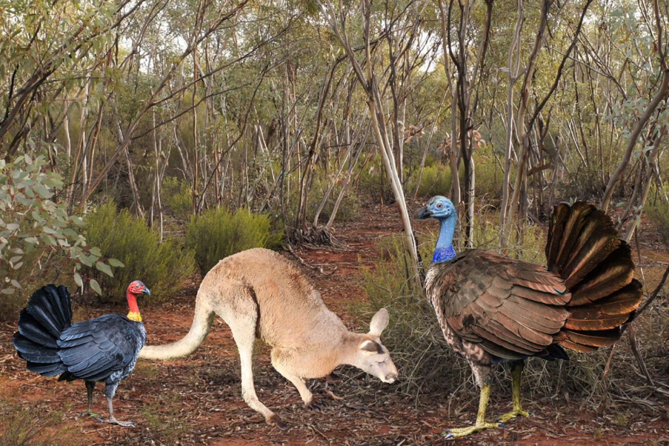 A reconstruction of the giant flying turkey next to a grey kangaroo. Photo: Flinders University