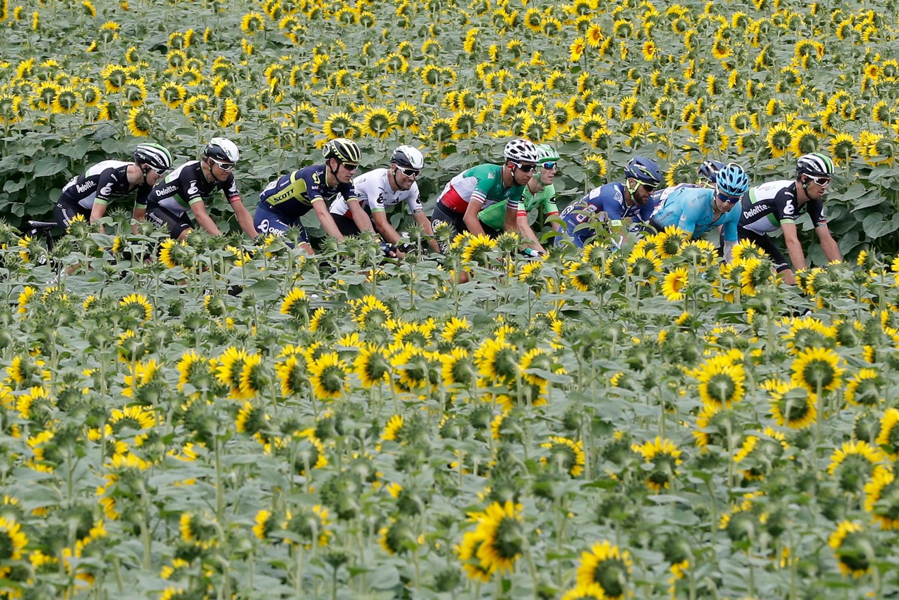 Riders cycle past a sunflower field during the 10th stage of the Tour de France between Perigueux and Bergerac. Photo: GUILLAUME HORCAJUELO / EPA