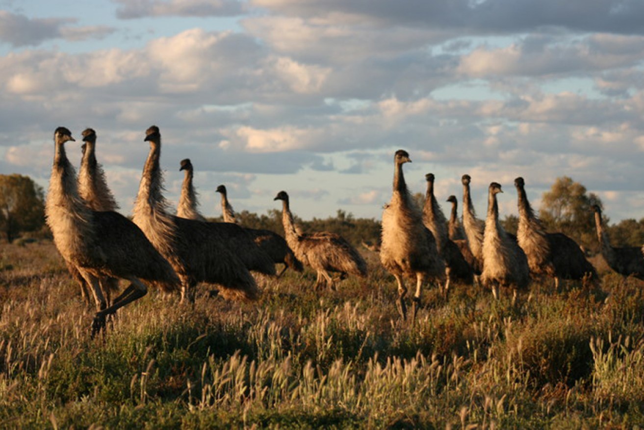Should we add emus to our diet? Photo: Jillian Garvey