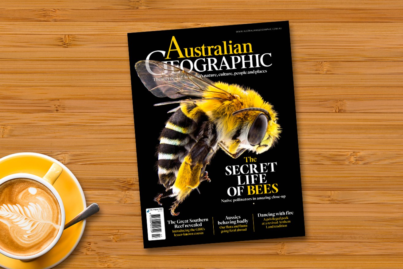 This month’s Australian Geographic features a cover photo of a Blue-banded Bee (Amegilla cingulata) captured by Flinders Biological Sciences Honours student James Dorey. A male golden-green carpenter bee (Xylocopa (Lestis) aeratus). 