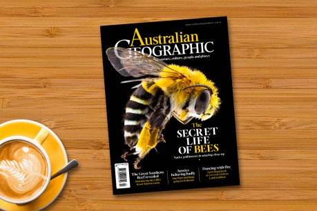 Native bees fascinate nature photographer