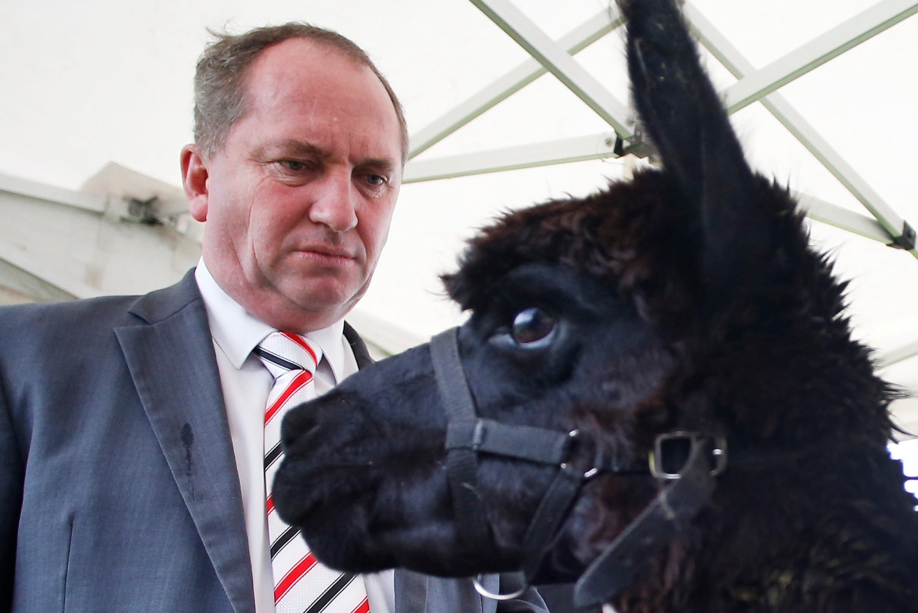 Barnaby Joyce: not alert but alarmed. And a llama. Photo: Daniel Munoz / AAP
