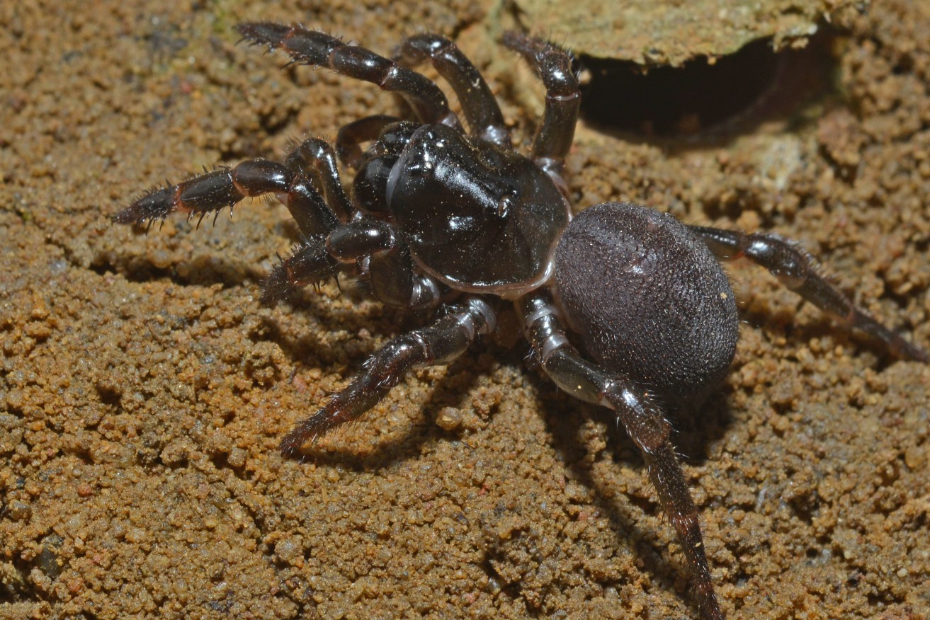 A female Moggridgea spider at American River on Kangaroo Island. Photo: Nick Birks