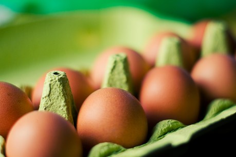 New free-range egg standard too weak: Choice