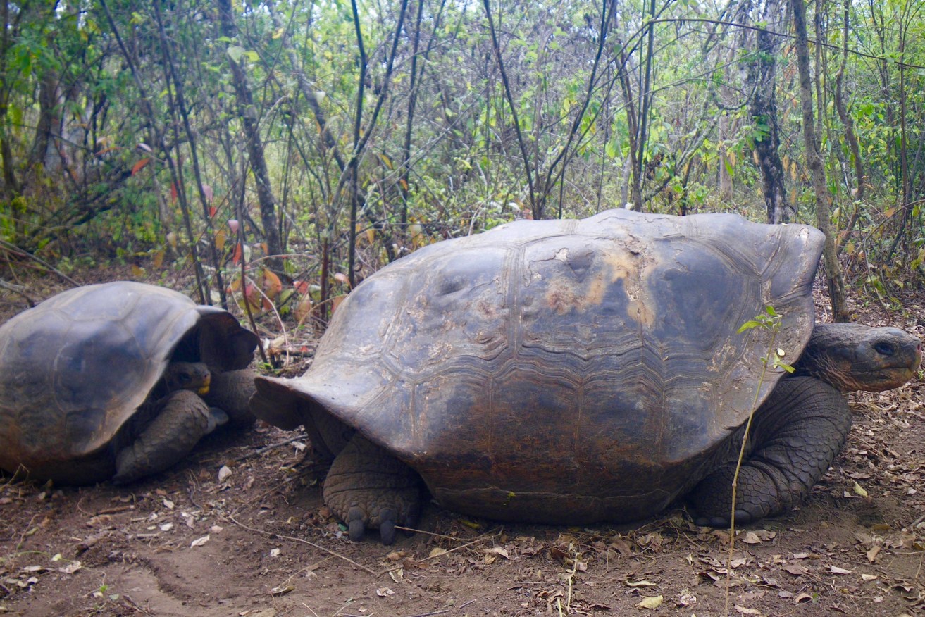 Caption – In 2008 researchers found tortoises with the distinctive saddleback shells such as the adult tortoise, right, on Isabela Island in the Galápagos. Photo: Luciano Beheregaray, Flinders University. 
