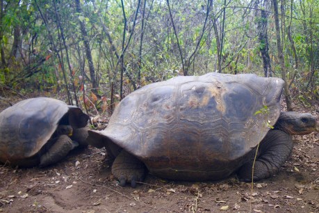 Back from the dead: giant tortoise relatives could revive a lost species