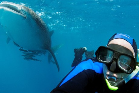 Tourists spend up big to swim with sharks