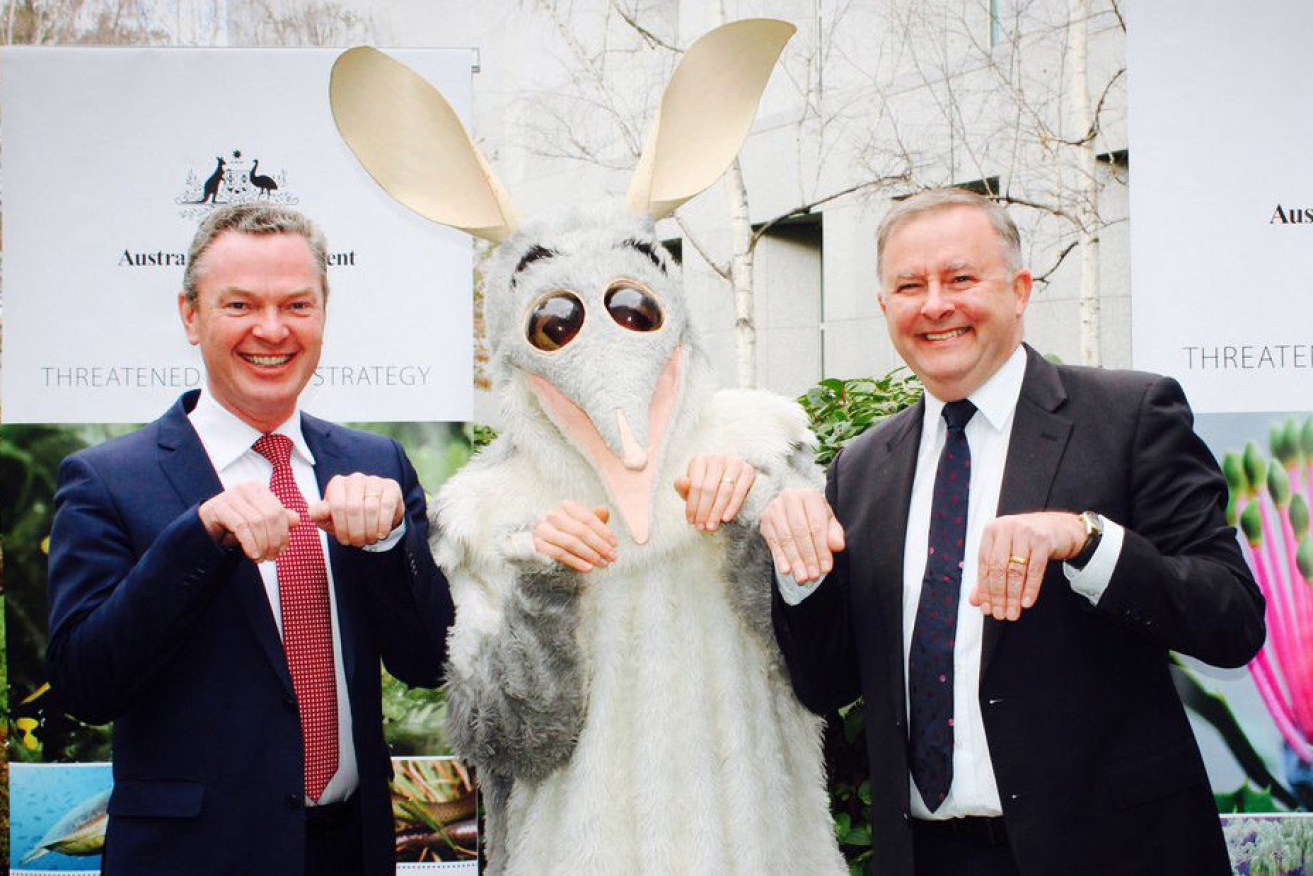 Christopher Pyne poses with Labor's Anthony Albanese and a giant bilby for National Threatened Species Day - but is he a endangered species himself? Photo: Twitter
