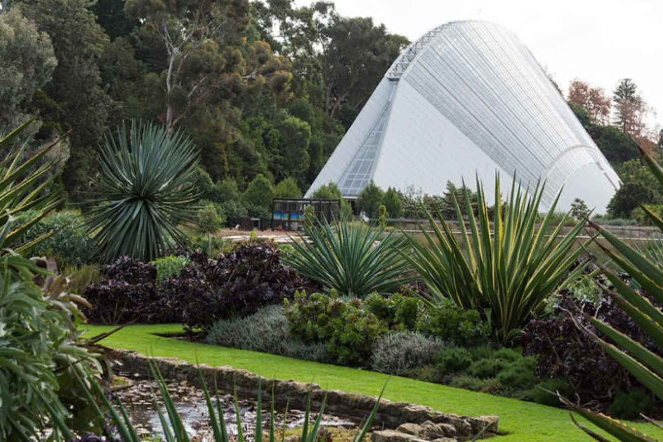 The Bicentennial Conservatory in the Adelaide Botanic Garden.