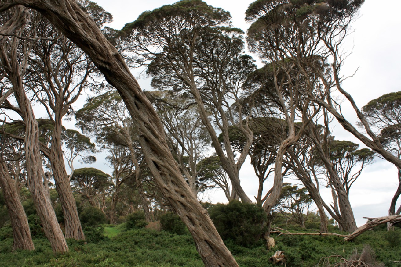 Gnarled and twisted Moonah trees. Photo: Drew Douglas / flickr