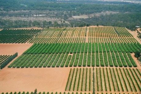 Northern Adelaide Irrigation Scheme a step toward South Australia’s export future