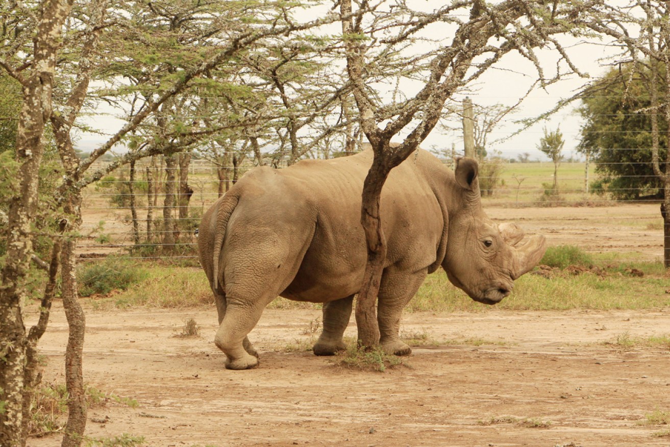 Sudan is under constant guard to protect him from poachers. Photo: AAP