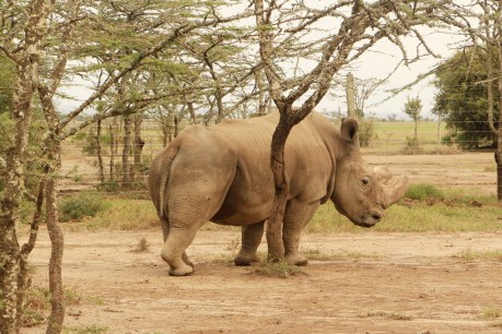 Meet the world’s precious animals in Kenya