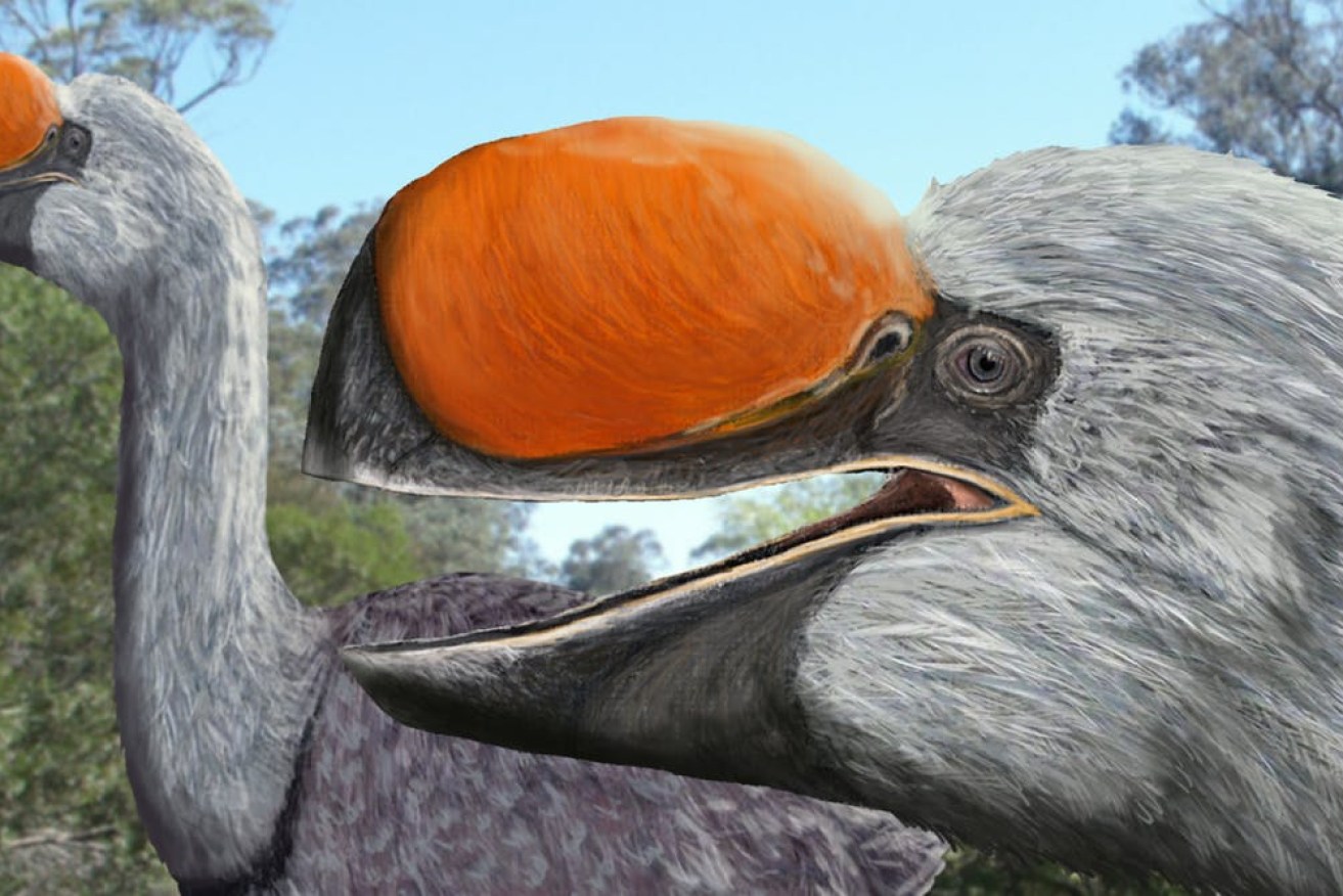 A pair of Dromornis planei, an extinct mihirung bird from Australia, weighed a massive 300 kilograms. Image: Brian Choo