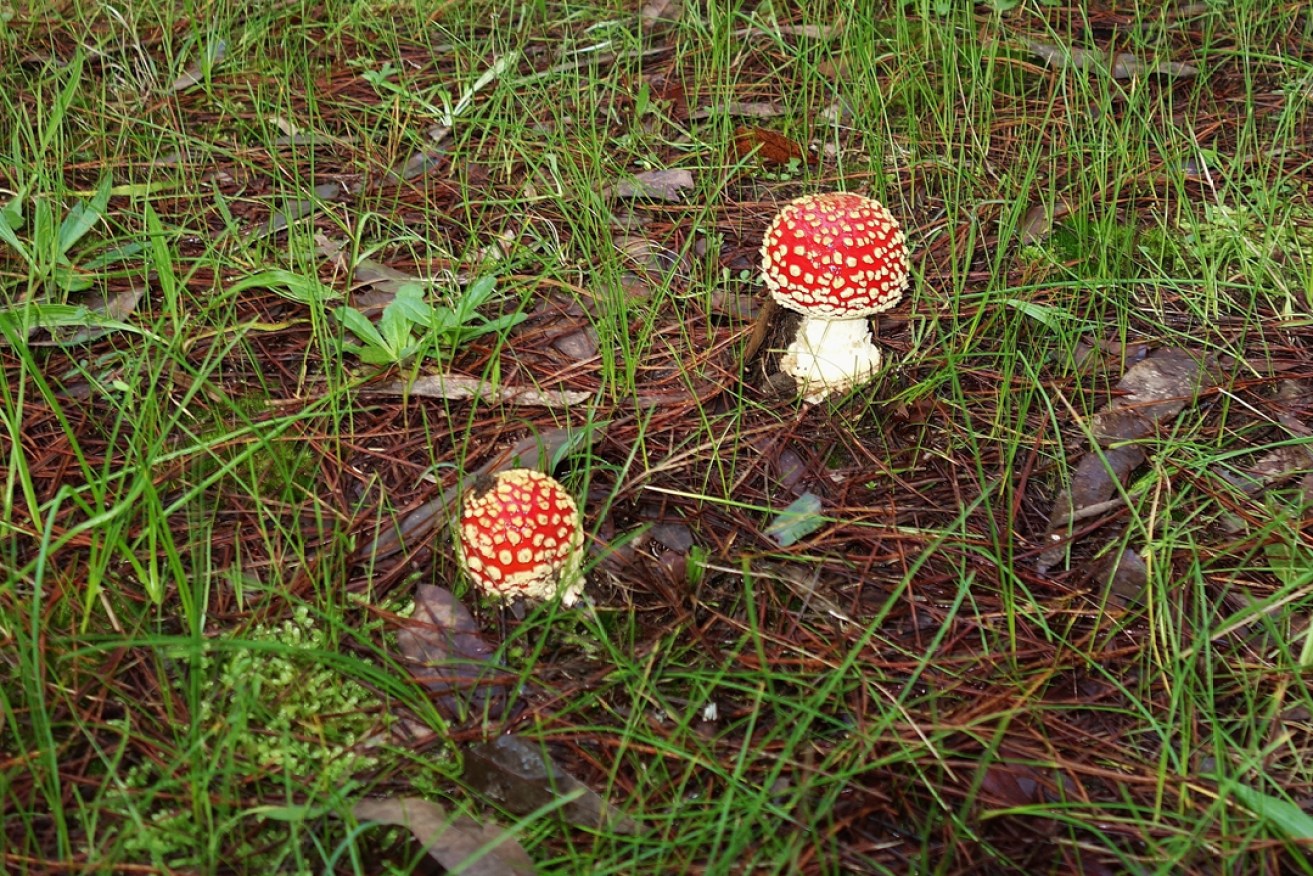 The fly agaric is a hallucinogen and classified as poisonous. Photo: Philip White