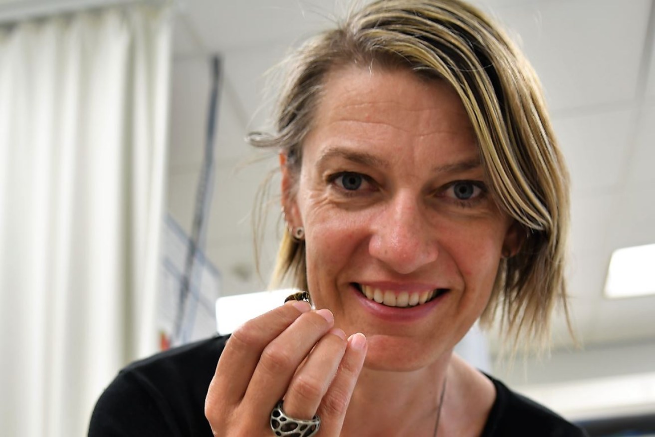 Associate Professor Karin Nordström with a female hoverfly in her Flinders laborabory.