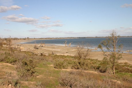 Upstream rorting threatens the life of the River Murray