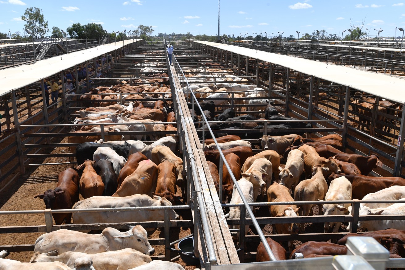Cattle being readied for auction at the Roma Saleyards in Queensland. Photo: AAP/Darren England