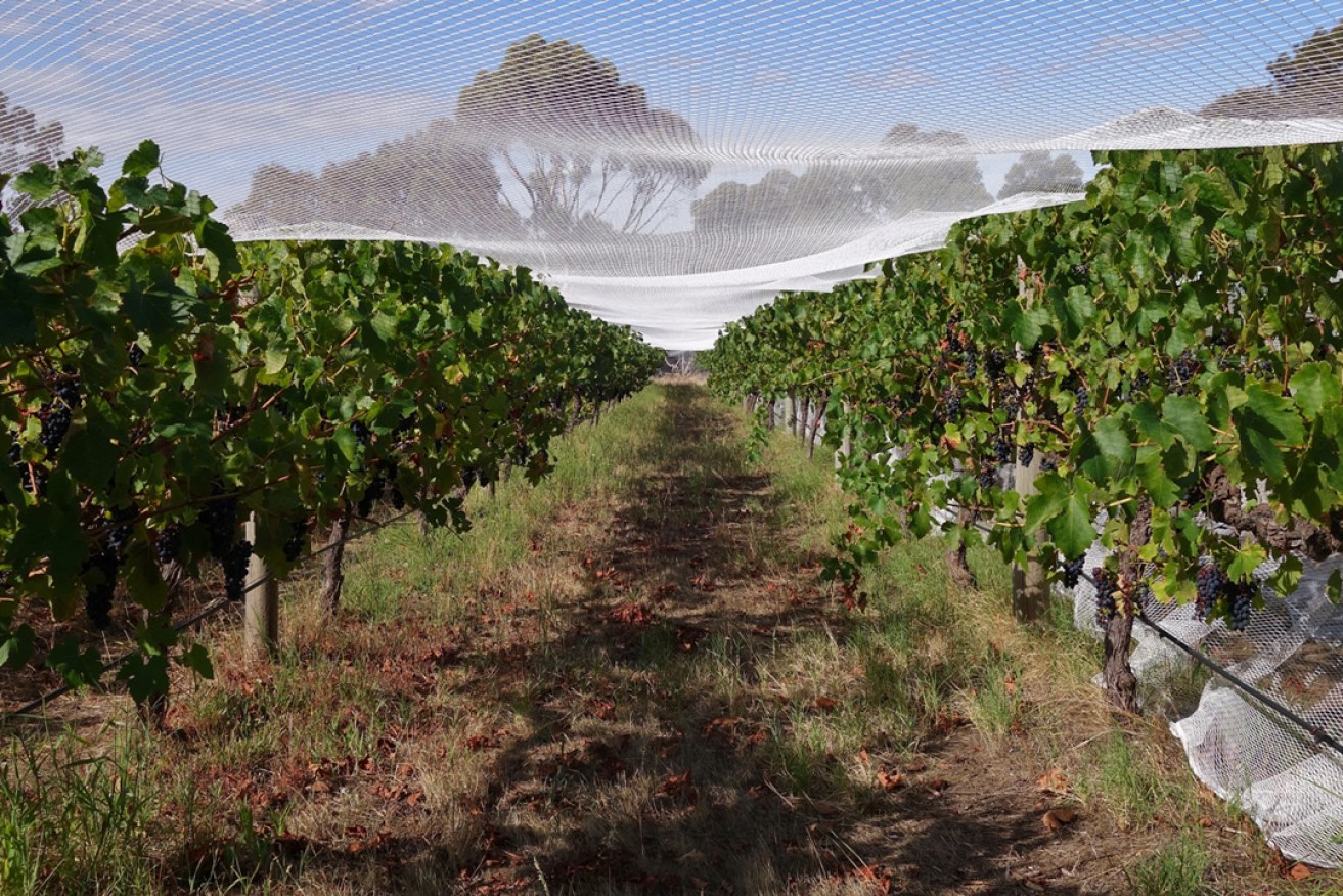 Ironheart Shiraz - safe and sound and ripening, under the net. Photo: Philip White